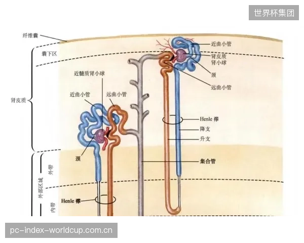 跨时区作战对球队后勤保障与球员生理调节能力构成挑战，或影响临场竞技状态。